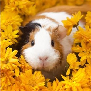 Meet your Posher, Brittni